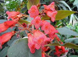 Image result for Kohleria