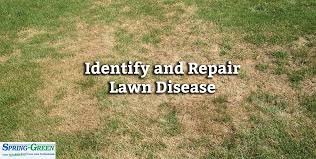 Looks like you've got a problem out there. Lawn Disease Identify And Repair