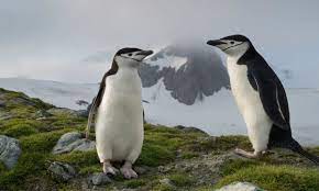 Penguins are a group of aquatic flightless birds. Alarm Over Collapse Of Chinstrap Penguin Numbers Antarctica The Guardian