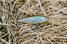 Kondisi air keruh memerlukan uman yang memiliki aroma cukup menyengat agar mampu menarik perhatian ikan palung. Panduan Memahami Aksi Renangan Gewang Selaman