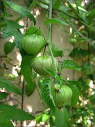 You only planted a single tomatillo plant. Tomatillo Green Sunnyvale Garden