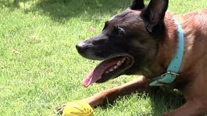 Jacob tremblay, stephen merchant, sam richardson and others. Tobb Nyelven Is Ert A Vilagbajnok Magyar Kutya Tv2 Hu