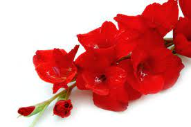 Asters are also known to many as starworts, frost flowers, china asters , and michaelmas daisies. Birth Month Flower Of August The Gladiolus