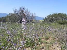 Image result for Congolanthus