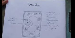 Biology plant cell diagram class 9. Class 9 Biology Plant Cell Diagram Brainly In