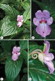 Image result for Impatiens gesneroidea