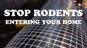 The choice between concrete and wire mesh depends on the expected life of the structure. How To Stop Rats Or Mice From Entering Your Home Youtube
