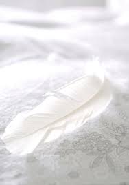 Find & download free graphic resources for white background. Pin By Astra On Feathers White Aesthetic White Photography White Flowers