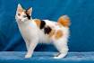 How much does a Japanese Bobtail kitten cost? - Annie Many