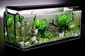 Gunakan penyedot untuk mengeluarkan maksimal 30% air. Cara Membersihkan Aquarium Terlengkap Inreview Id