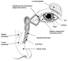 Eye Allergies Eyelid Allergies Eye Conjunctivitis Treatments For Eye Allergies