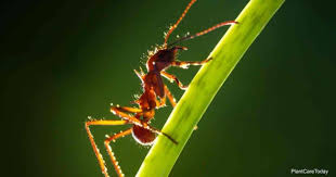 Thare are labor of division like soldiers, queen, king, workers. How To Get Rid Of Ants In Potted Plants Keep Ants Out Of Pots