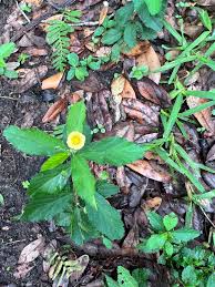 Image result for Sida acuta