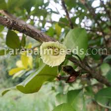 Image result for Rhigozum zambesiacum