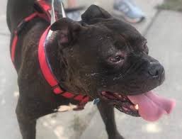 Maybe you would like to learn more about one of these? Newark Ahs Animal Shelter At Capacity Here S How You Can Help Newark Nj Patch