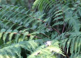 Image result for Pteris tripartita