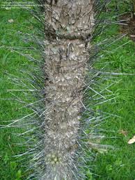 Image result for Aiphanes horrida