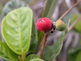 Image result for Guettarda