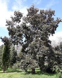 Image result for Quercus