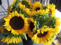 Tampa is a major business hub on tampa bay, along florida's gulf coast. The Flower Market At Bayshore Bulk Flowers Tampa Fl