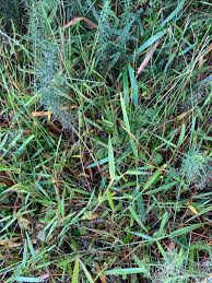 Image result for Entolasia