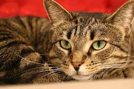 For the most parts, a mackerel tabby will have a dark coat with darker stripes that alternate along their body. Tabby Cat Colors And Patterns Petskb
