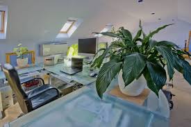 Select from premium plante grasse of the highest quality. Ces Plantes D Interieur Qui Supportent L Obscurite