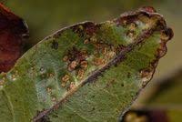 Image result for Julbernardia globiflora