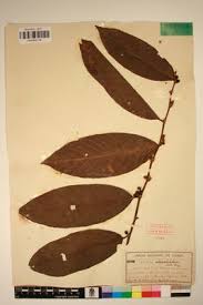 Image result for Bridelia atroviridis