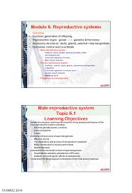 Module 6 1 Male Reproductive System Module 6 Reproductive Systems Overview Function Generation Studocu
