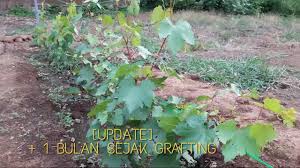 Menanam anggur dalam pot banyak manfaatnya loh. Tanaman Anggur Sistem Uhd Iii By Yamayaka Farm