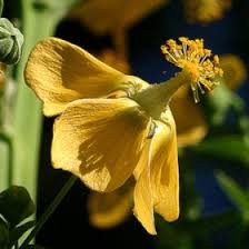 Image result for Abutilon sonneratianum