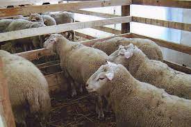 Oi merinos de vanzare constanta. Rasa De Oi Palas La Trei Ani De La Omologare CercetÄƒtorii Romani Spun CÄƒ La Calitatea CÄƒrnii Noua Linie De Ovine Se Bate Cu Angus