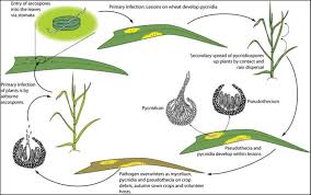 Image result for Zygotritonia