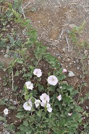 Image result for Convolvulus arvensis