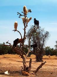 Goats Really Can Climb Trees Animals Wild Animals Nature Animals