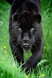 Mmmm Tasty Photographer Animals Beautiful Big Cats Cat Sanctuary