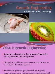 Transgenic pigs have also been produced by fertilizing normal eggs with sperm cells that have incorporated foreign dna. Cape 1 Biology Genetic Engineering Plasmid Restriction Enzyme