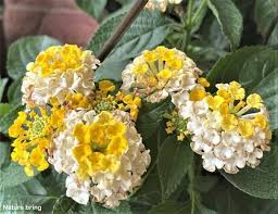 Image result for Lantana tiliifolia