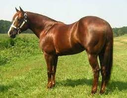 Quarter Horse Stallion Horses Quarter Horse Quarter Horse Stallion