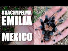Image result for Emilia brachycephala