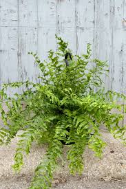 Image result for Nephrolepis