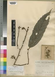 Image result for Empogona coriacea