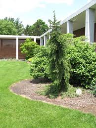 Picea omorika 'guenter' aka picea. Plantfiles Pictures Weeping Serbian Spruce Pendula Bruns Picea Omorika By Slyperso1