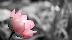 Black And White Flower Facebook Cover Photos Lotus On Black And White The Pond Blog Lotus Flower Wallpaper Beautiful Flowers Flower Wallpaper