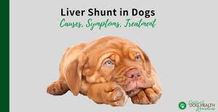 If a shunt is present, the liver is deprived of factors that enhance liver development and fails to reach normal size (hepatic some toxins that bypass the liver are excreted in the urine and can cause bladder stones. Liver Shunt In Dogs Causes Symptoms Diet Treatment