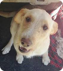 Advertise your dogs and puppies for free! Grafton Wi Labrador Retriever Wirehaired Fox Terrier Mix Meet Sponsor Foster Bianca A Dog For Adoption Wirehaired Fox Terrier Fox Terrier Dog Adoption