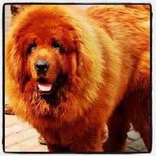 most expensive dog red tibetan mastiff price tag 1 500 000 expensive dogs most expensive dog world s most expensive dog