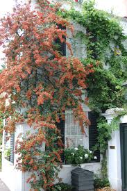 Image result for Pyracantha coccinea golden charmer