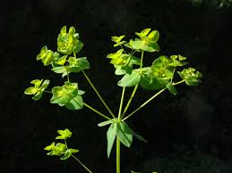 Image result for Euphorbia platycephala